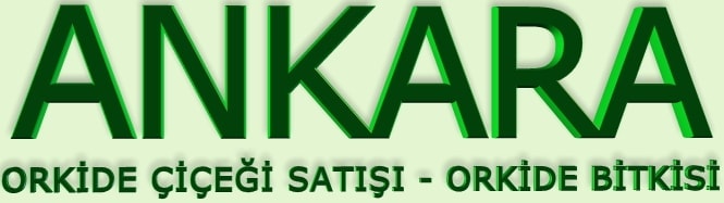 Ankara orkide saks bitkisi sat