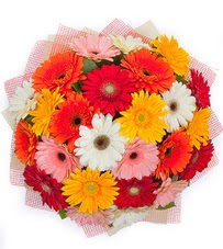29 adet renkli gerbera buketi Ankara yurtii ve yurtd iek siparii